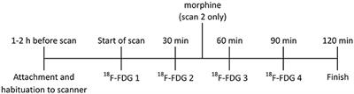 Rapid 18F-FDG Uptake in Brain of Awake, Behaving Rat and Anesthetized Chicken has Implications for Behavioral PET Studies in Species With High Metabolisms